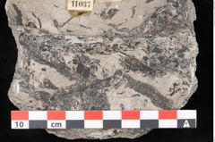 Foto (Detailansicht) von Lepidodendron selaginoides Sternbg. (NHMW-GEO-2024-0188-11037)
